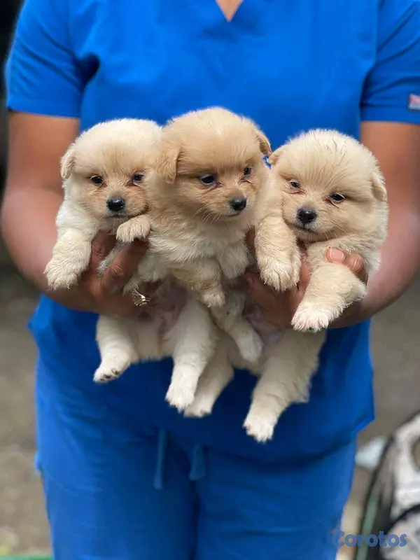 animales y mascotas - hermosos cachorritos pomerania toy  3