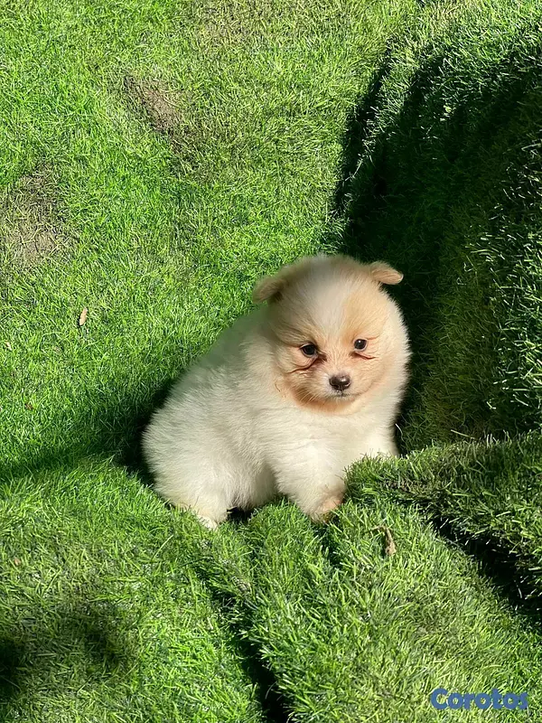 animales y mascotas - Hermosos cachorritos de pomerania mini 4