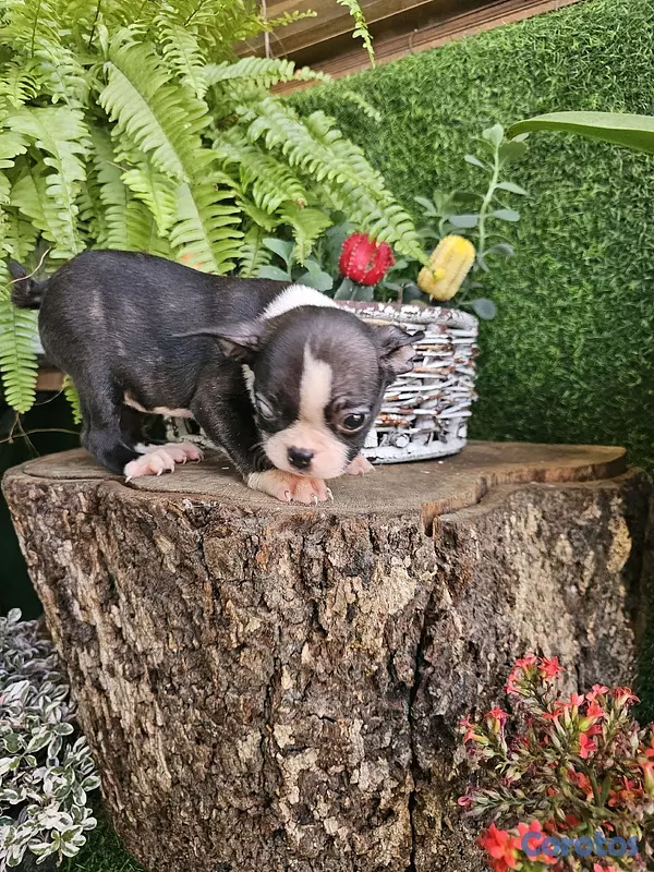 animales y mascotas - Boston terrier 100%  3