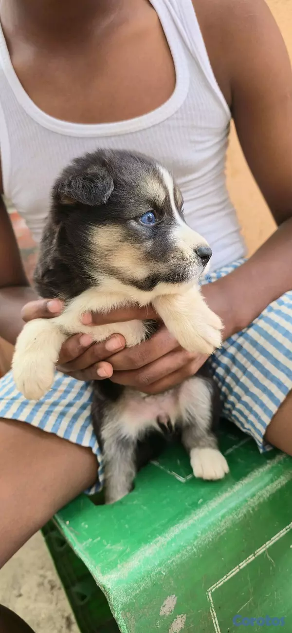 animales y mascotas - Hosky Siberiano 2