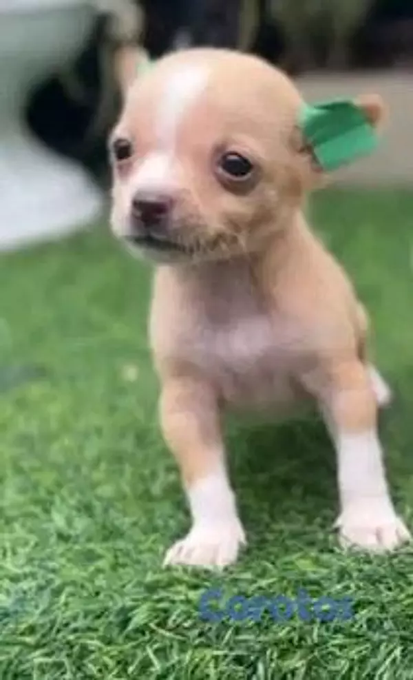 animales y mascotas - hermosos cachorritos de Chihuahua  6