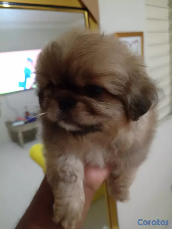 animales y mascotas - Pekines/pequines macho  7