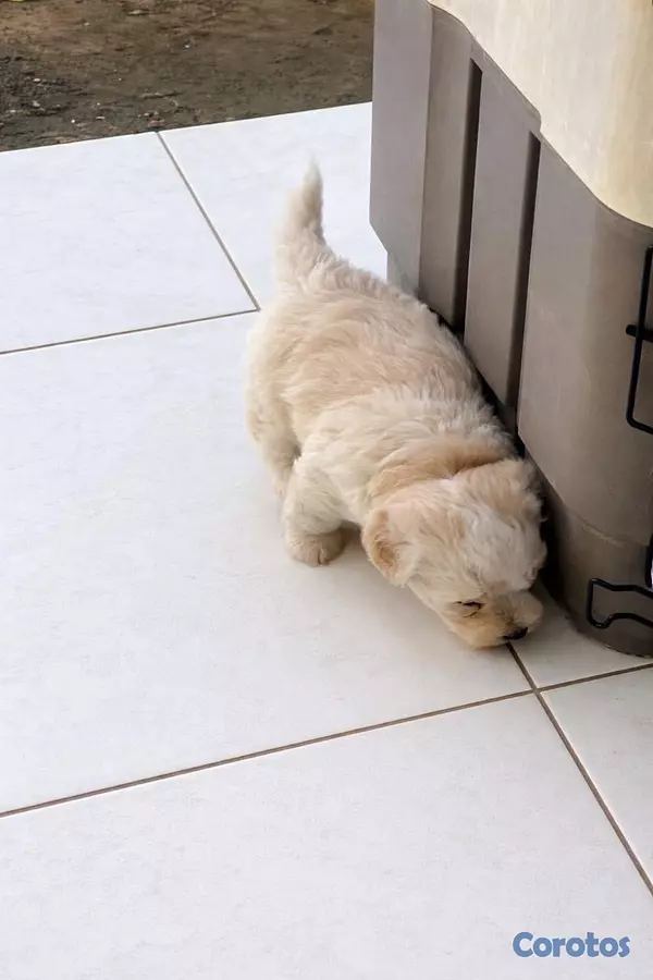 animales y mascotas - maltipoo hembras 3