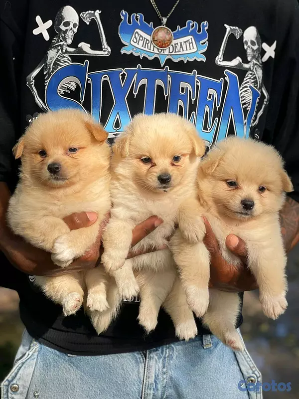 animales y mascotas - hermosos cachorritos mix de pomerania toy 6