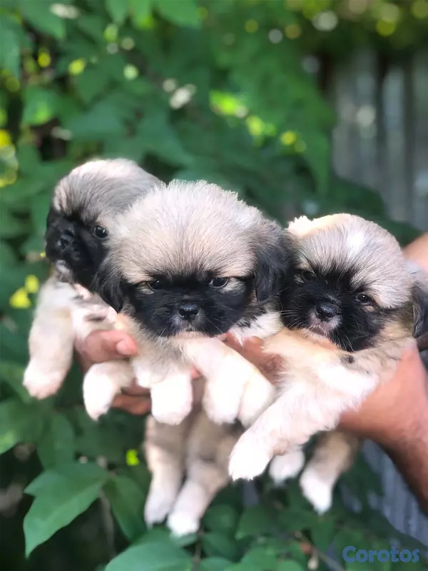 animales y mascotas - Pekines 1
