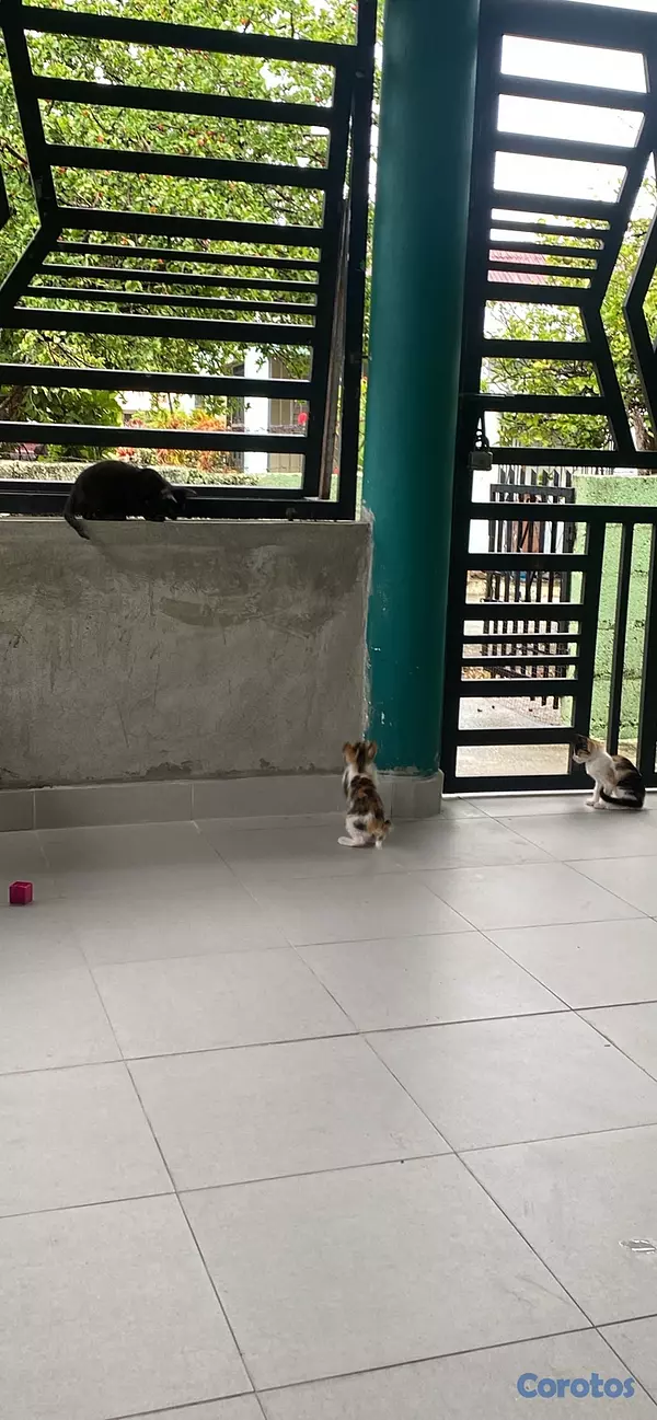 animales y mascotas - Se Regala Gatitos 3