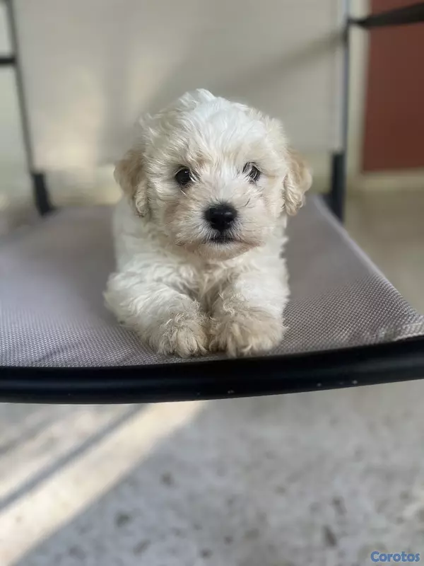 animales y mascotas - maltipoo hembras 9
