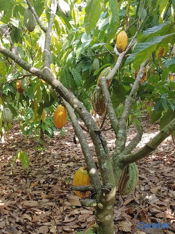 solares y terrenos - Se vende finca de cacao en San Francisco de Macoris con 807 tareas deslindada  6