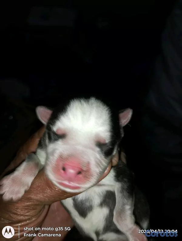 animales y mascotas - VENTAS DE CACHORROS husky SIBERIANS,,PURA RAZA... 2
