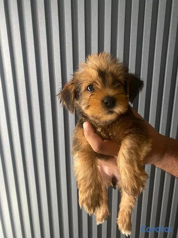animales y mascotas - Cachorros Yorkie poo 4