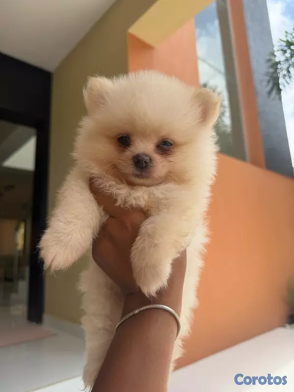 animales y mascotas - cachorros Pomerania 2