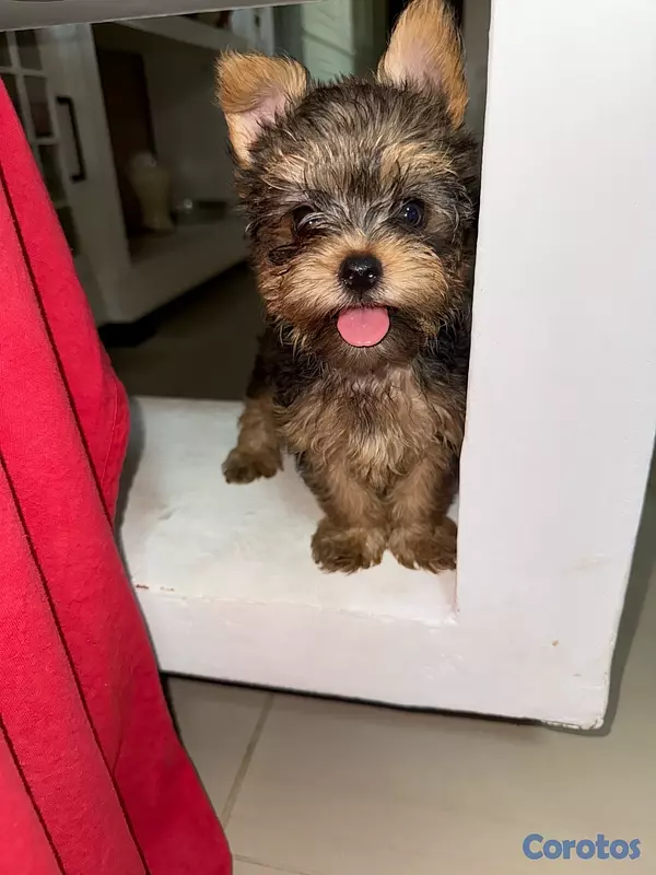animales y mascotas - Yorkshire Terrier Yorki Yorkie  6