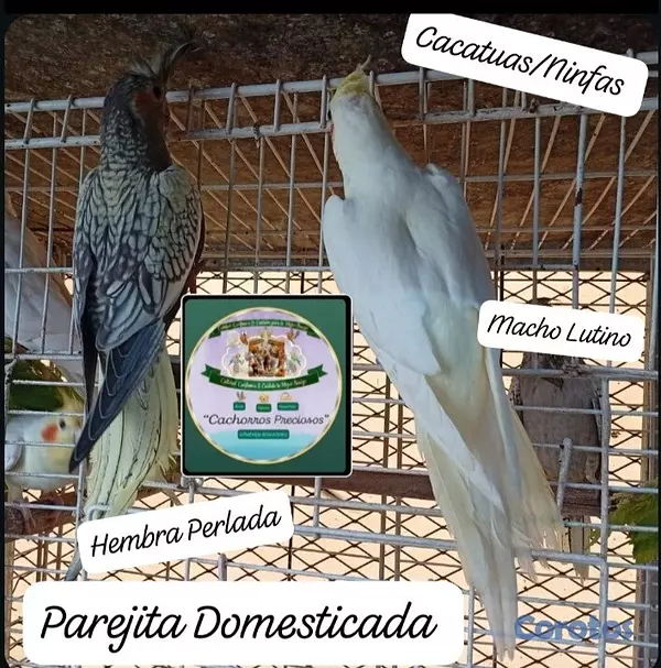 animales y mascotas - Aves papilleras, mansa joven y adultas y acesorios  6