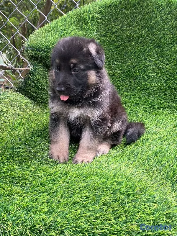 animales y mascotas - pastor alemán  2