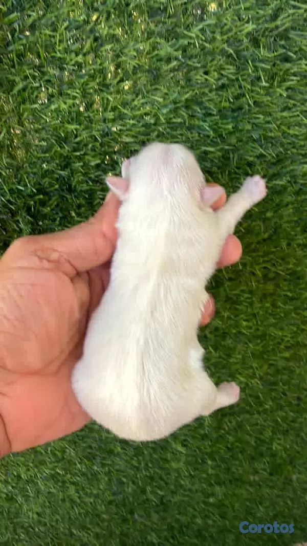 animales y mascotas - BICHON MALTES HEMBRA para apartar  3