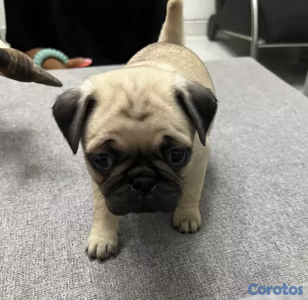 animales y mascotas - Cachorros Pug, hembra y macho. 6