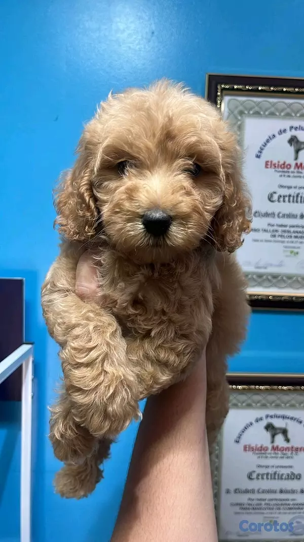 animales y mascotas - hermosos cachorritos goldendoodle  5