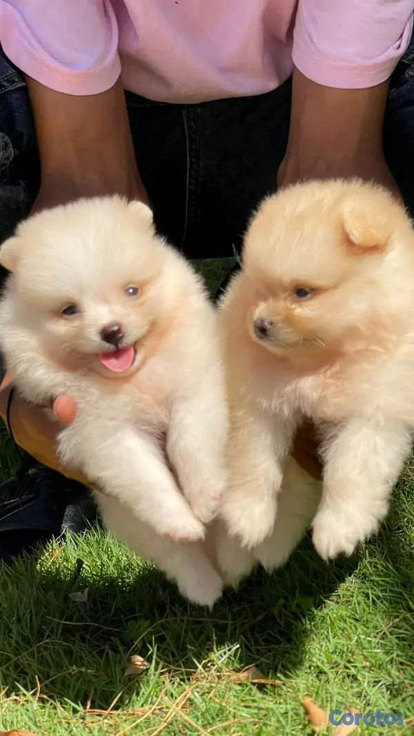 animales y mascotas - hermosos cachorritos pomerania mini 4