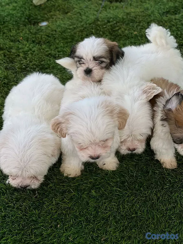 animales y mascotas - hermosos cachorritos de shipoo toy  3