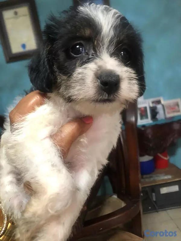 animales y mascotas - lindo perrito shipoo 3