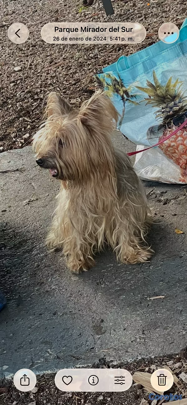 animales y mascotas -  cachorros Yorkie  3