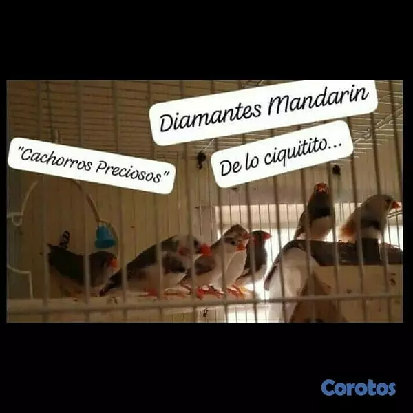 animales y mascotas - Aves Exóticas de todas las razas y Mutaciones.... 8