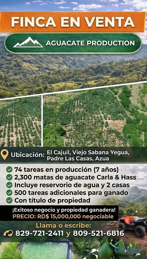 solares y terrenos - Finca aguacatera en El Cajuil (Padre Las Casas,Azú 2