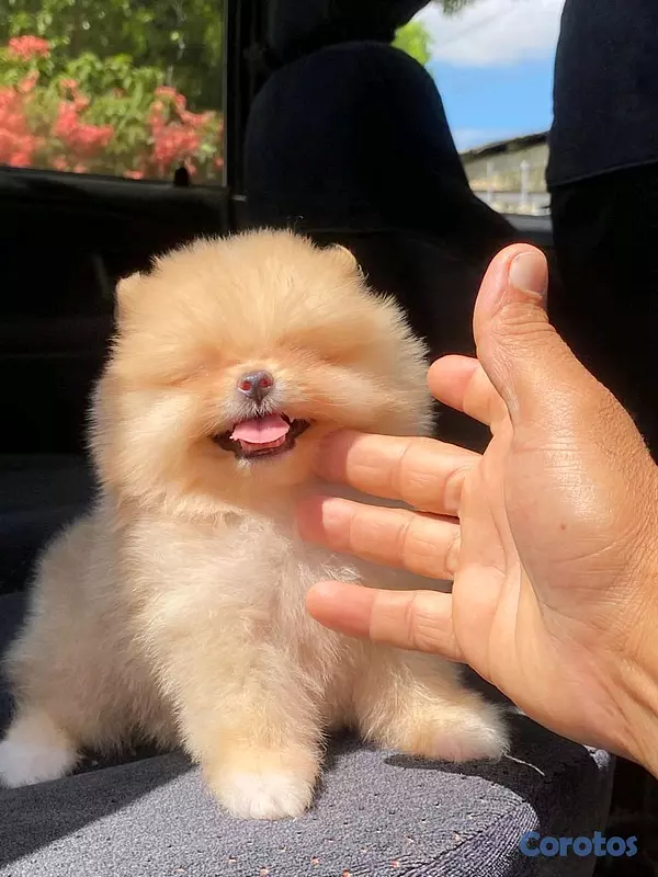 animales y mascotas - hermosos cachorritos pomerania mini 2