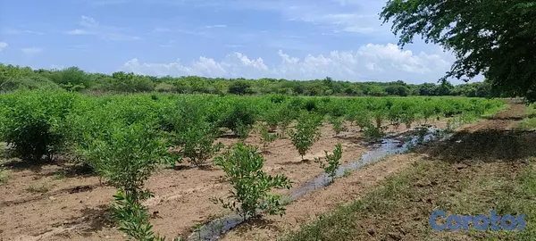 solares y terrenos - Excelente terreno parcela en Sabana Grande de Pale 1
