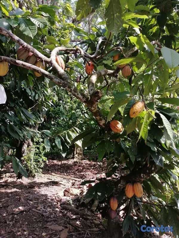 solares y terrenos - Se vende finca de cacao en San Francisco de Macoris con 807 tareas deslindada  7
