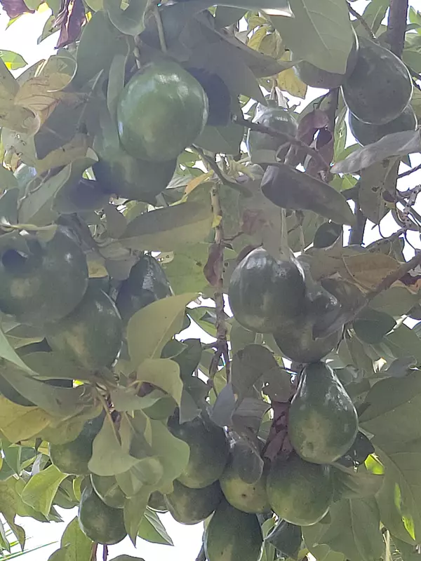 solares y terrenos - hacienda en nagua  3