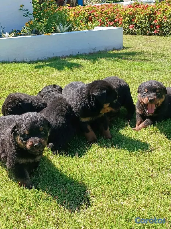 animales y mascotas - hermosos Cachorros de rottwailer de la mejor linea del pais  10