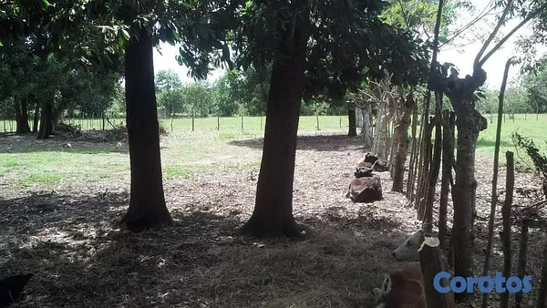 solares y terrenos - Finquita Ganadera en hatillo Monte Plata a Diez Mi 3