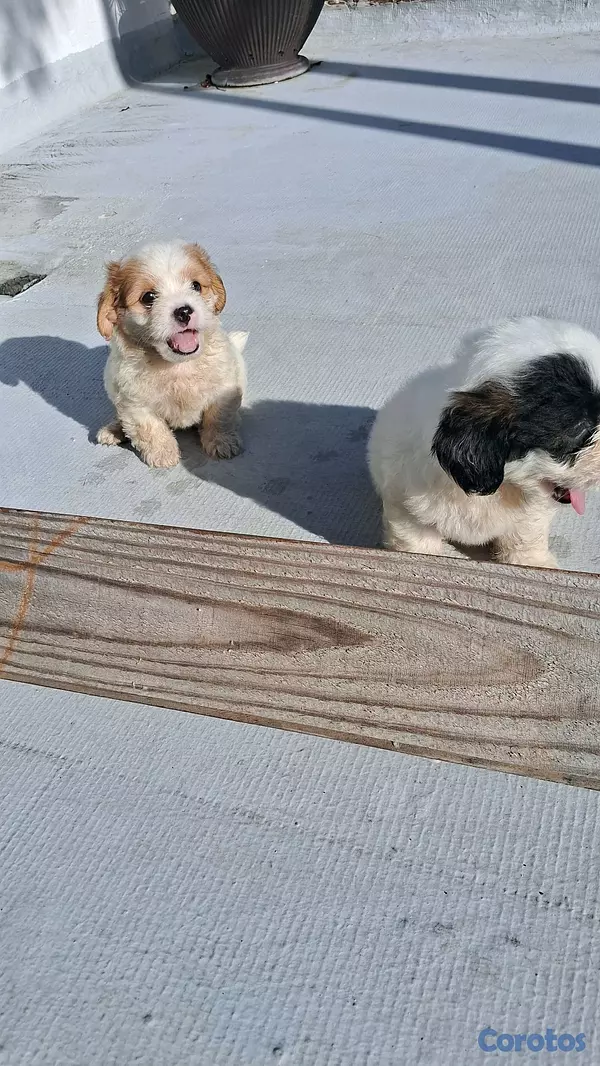 animales y mascotas - hermosos cachorritos de shipoo toy machos  10