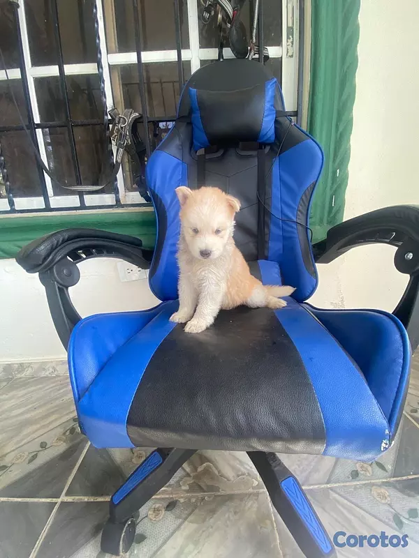 animales y mascotas - cachorros husky siberiano puro!!!! 3