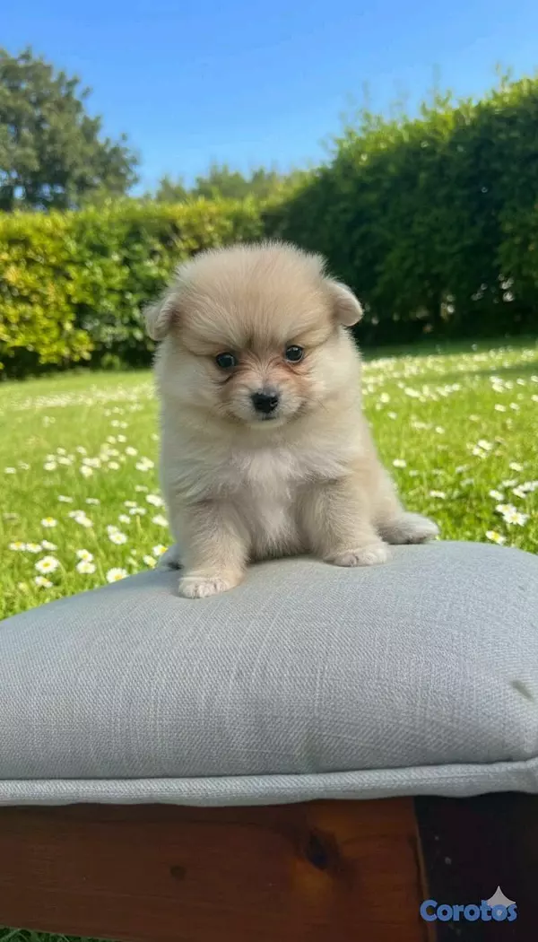 animales y mascotas - Hermosos cachorritos pomerania  3