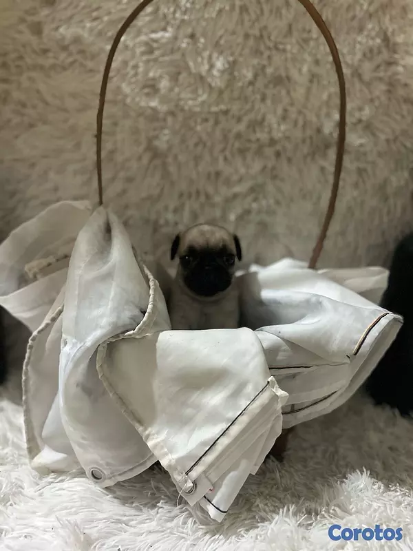 animales y mascotas - Pug  4