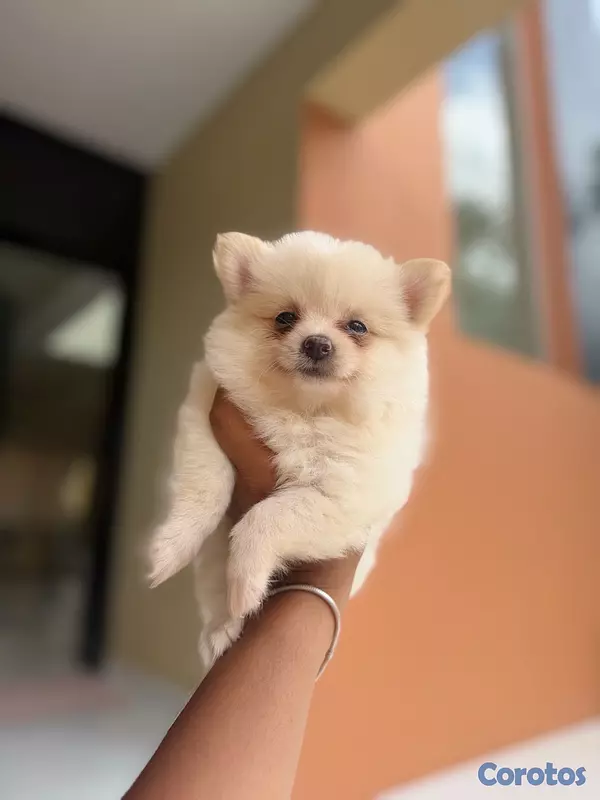 animales y mascotas - cachorros Pomerania 3