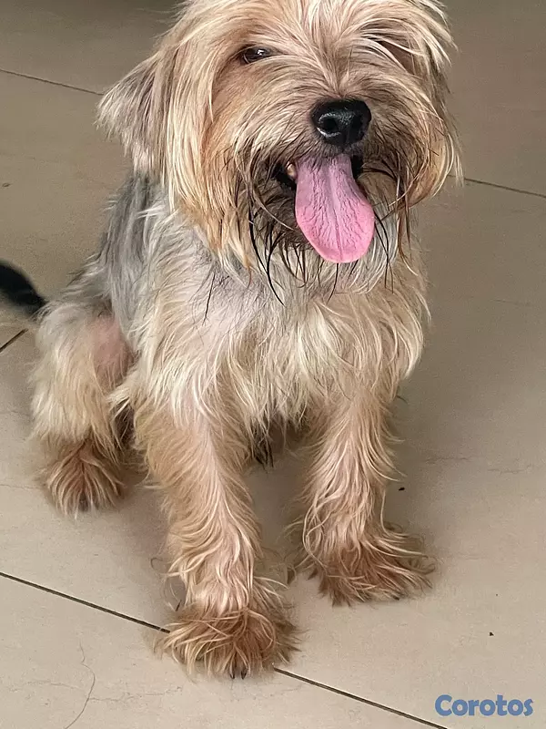 animales y mascotas -  cachorros Yorkie  4