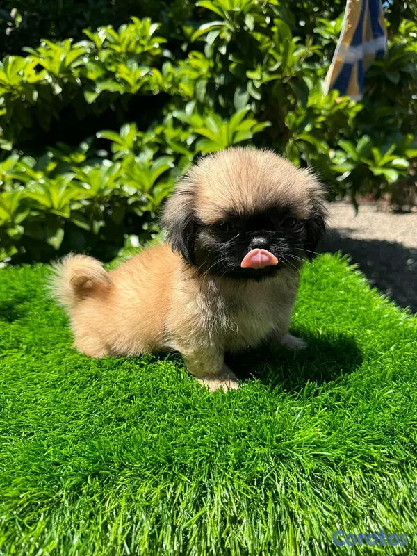 animales y mascotas - hermosos cachorritos pekines toy 3