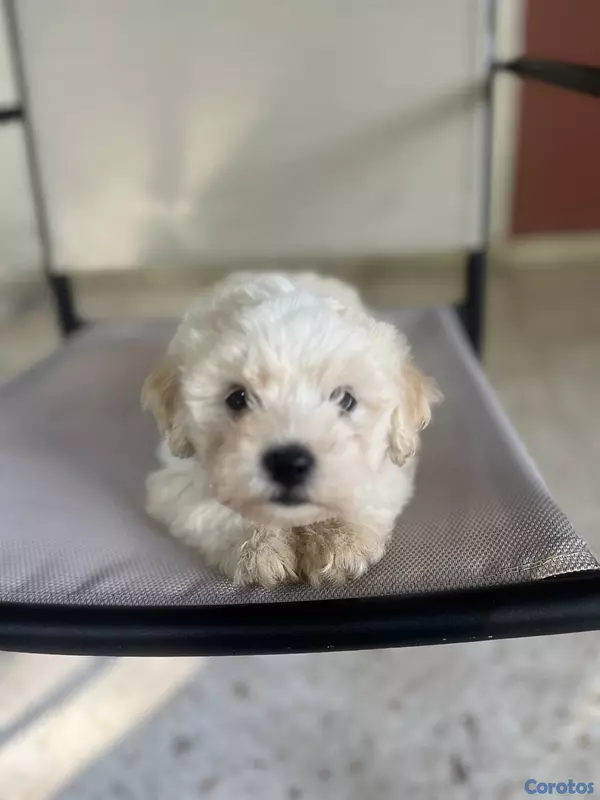 animales y mascotas - maltipoo hembras 10