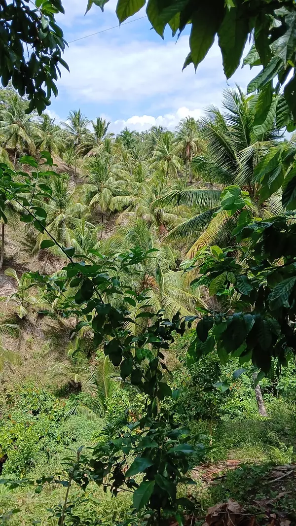 solares y terrenos - hacienda en nagua  4