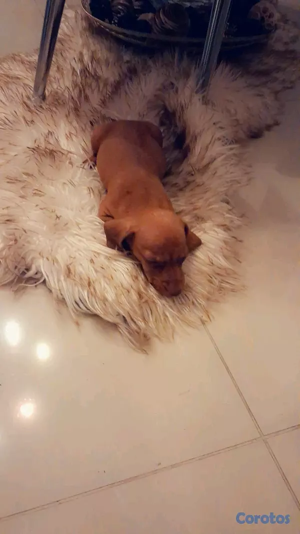 animales y mascotas - hermosos cachorritos salchicha 3