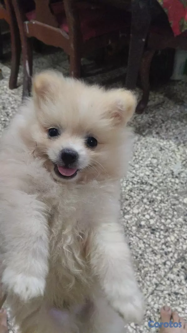 animales y mascotas - Cachorro pomerania macho  2