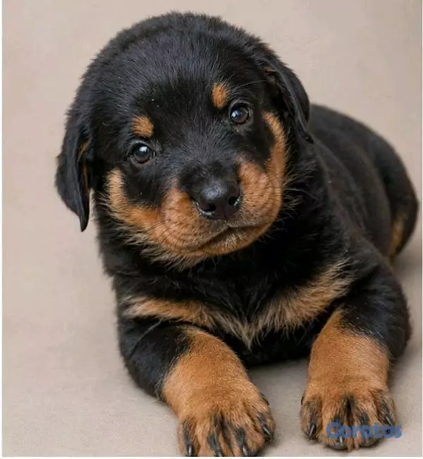animales y mascotas - cachorro Rottweiler 5