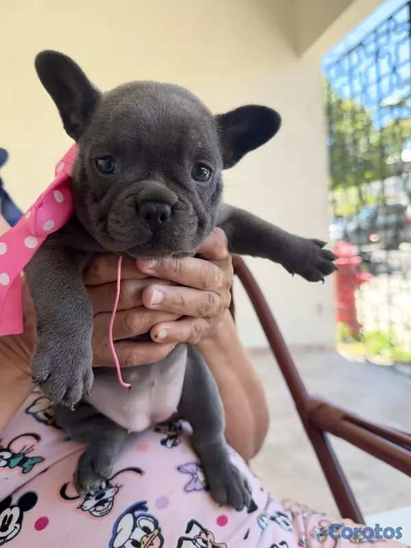 animales y mascotas - Se vende bulldog francés Hembra  2