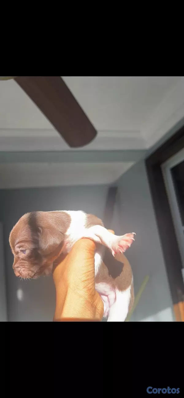 animales y mascotas - cachorros Chihuahua  3