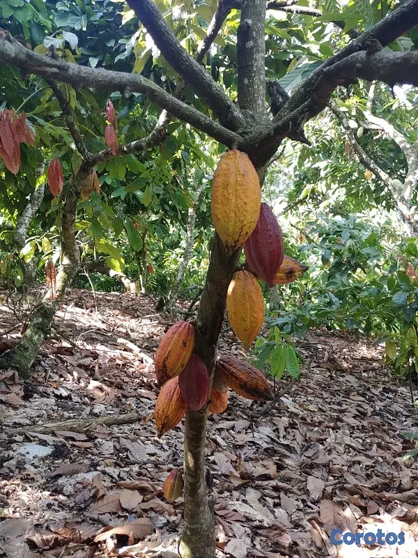 solares y terrenos - Se vende finca de cacao en San Francisco de Macoris con 807 tareas deslindada  8