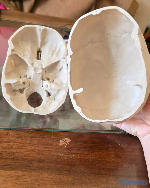 Salud y Equipamiento Médico - Cráneo humano rompecabezas anatómicamente correcto 4