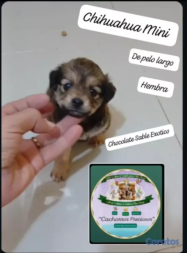 animales y mascotas - Chihuahua Mini de pelo largo  2